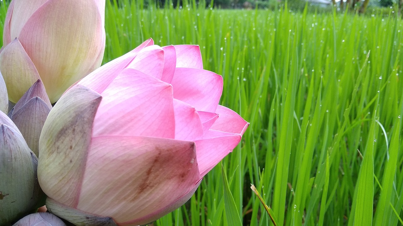 宁乡黎爱莲的最新动态，莲花依旧引领人心