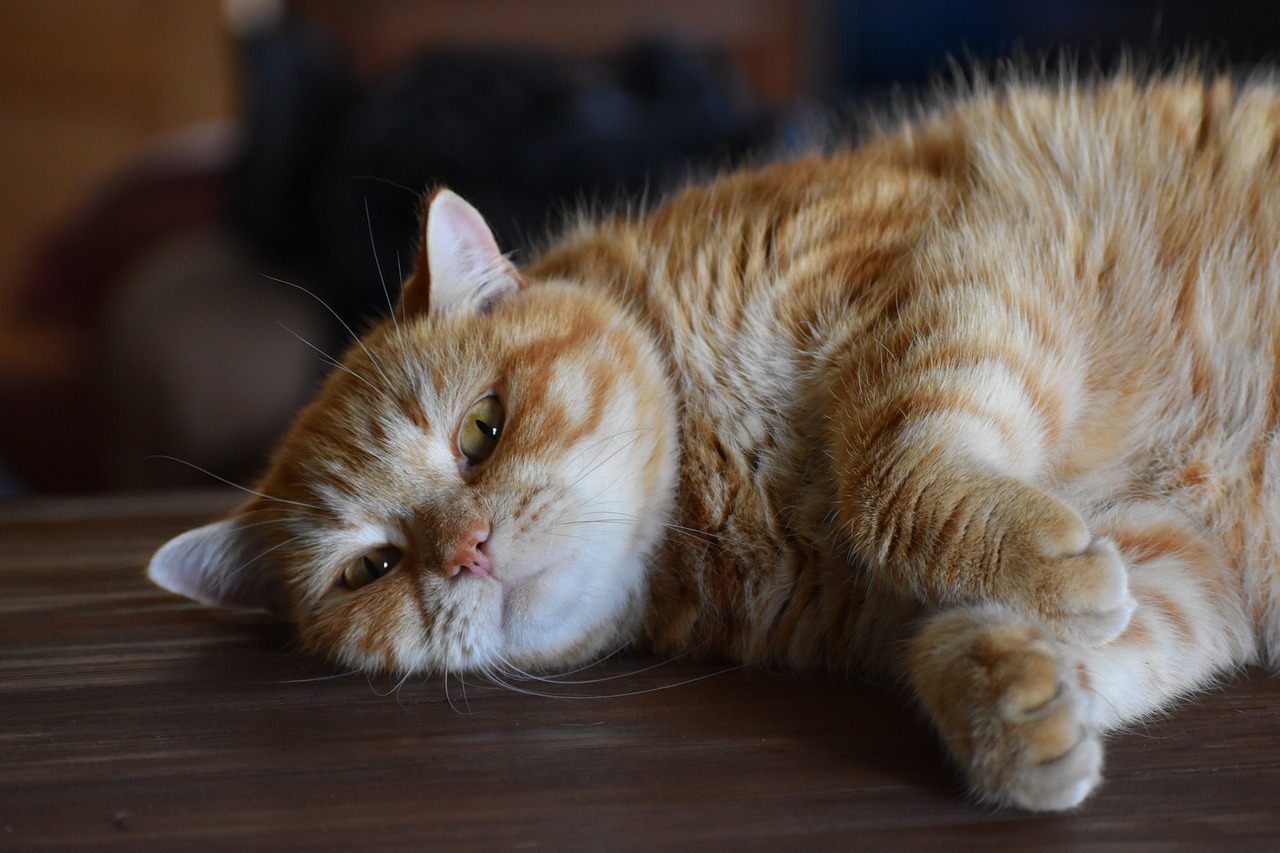 最新港台电视剧炫酷猫，时尚与奇幻的完美交融