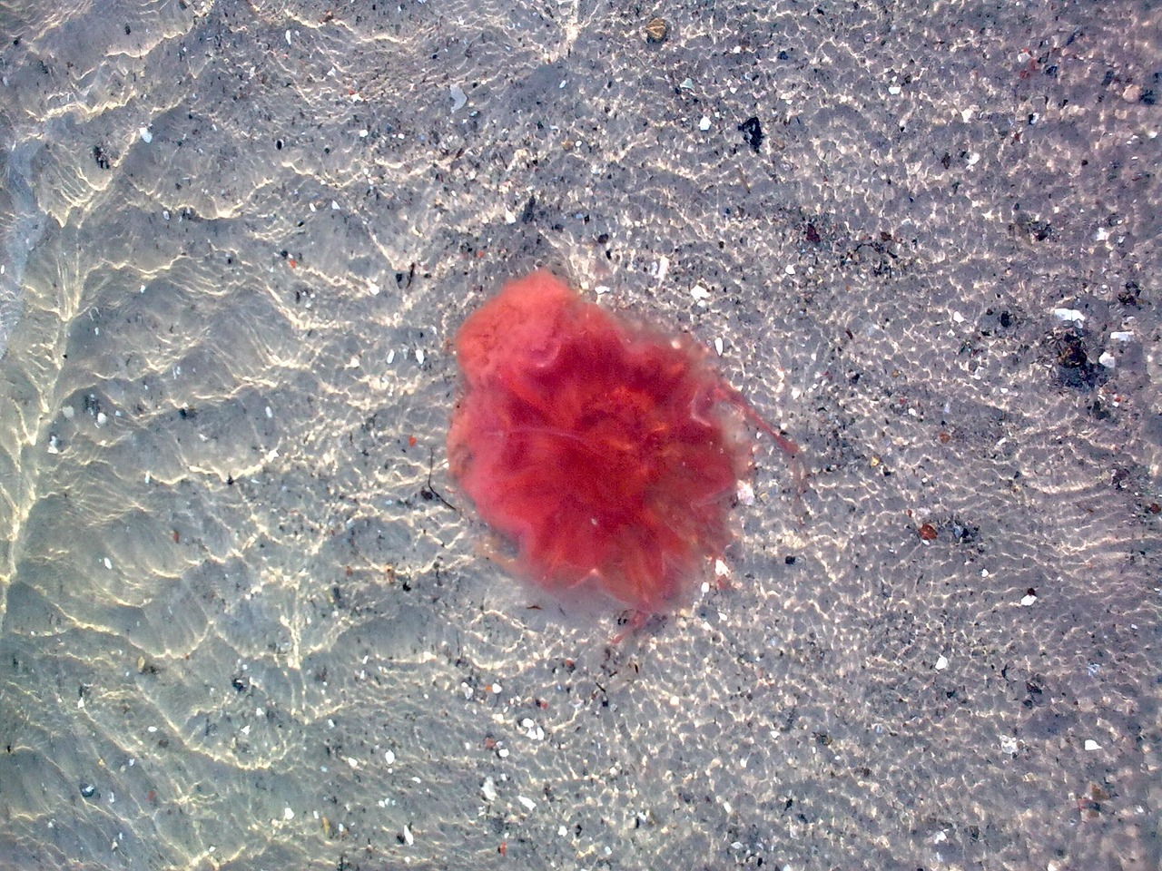 浪萌妹 第97页