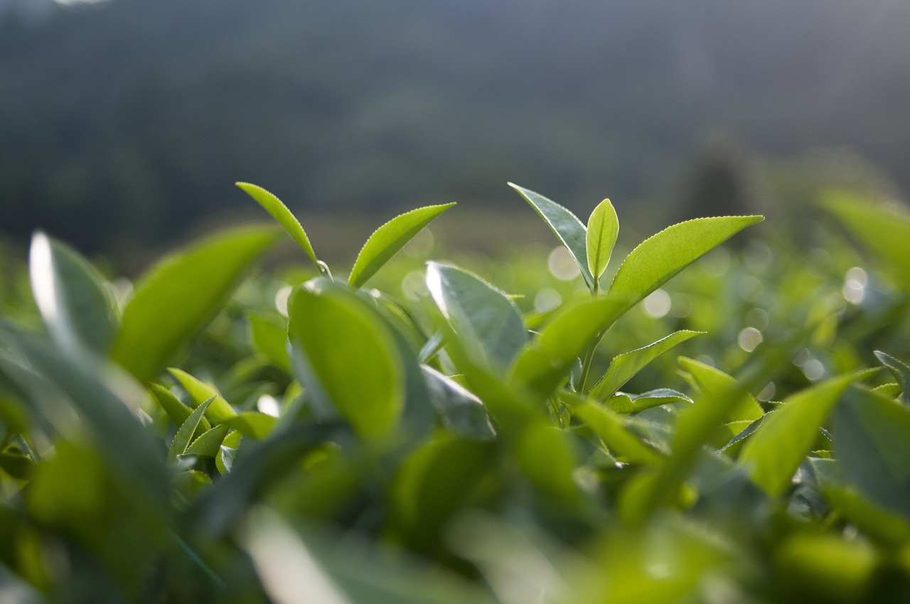 北京蔬菜批发市场价格最新动态及分析