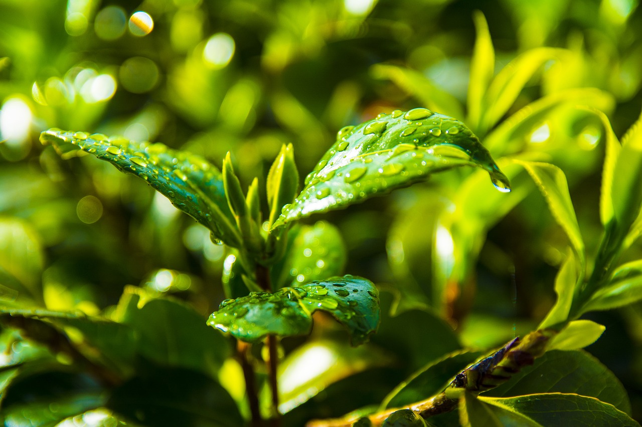 濮阳四季花城经济适用房最新动态更新