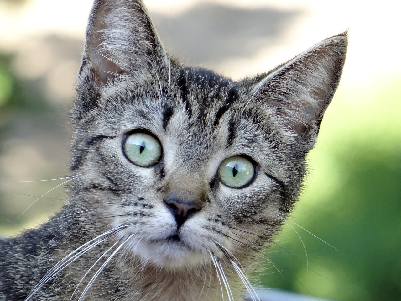 最新猫咪下载，探索猫咪世界的全新体验之旅