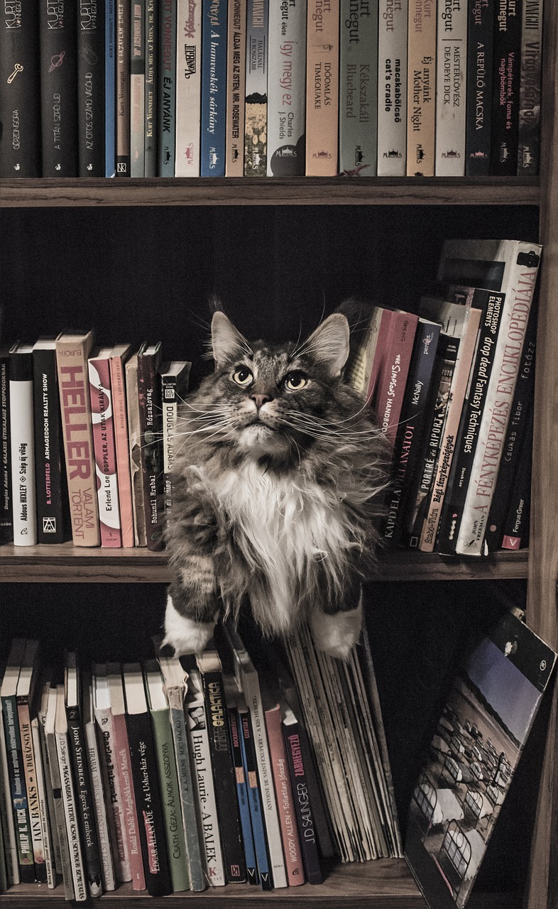 君子猫最新小说探寻古风世界的奥秘之谜