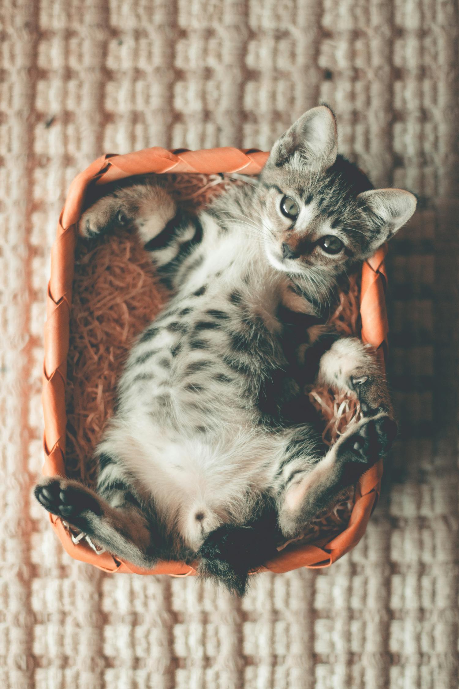 最新猫咪资讯大揭秘，探索猫咪世界的精彩瞬间