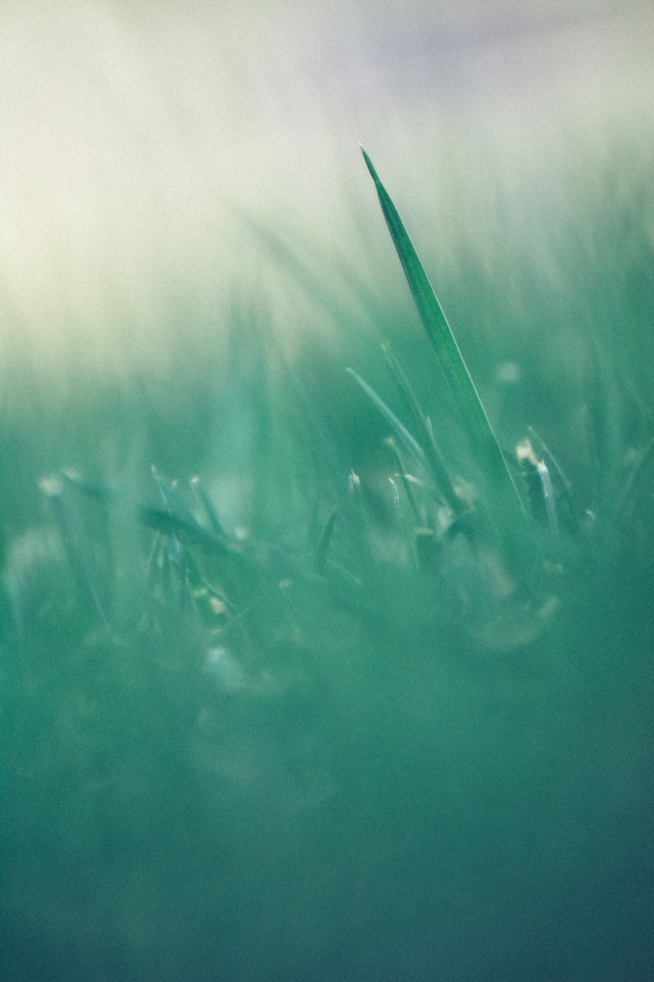 绿色贴片000,革新科技与环保的未来之星展望