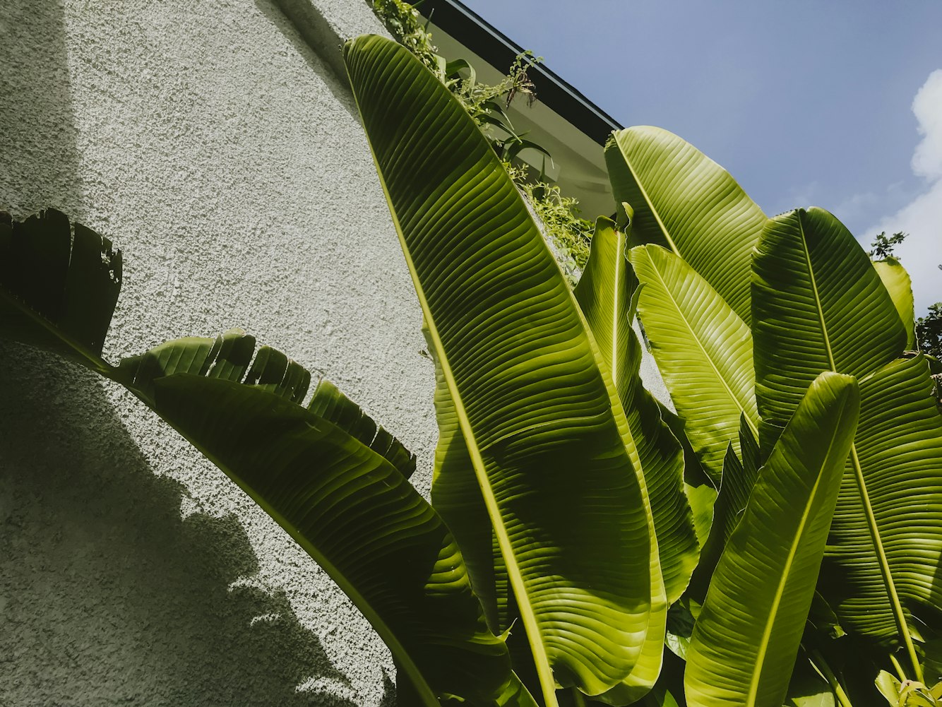 绿色贴片000,革新科技与环保的未来之星展望