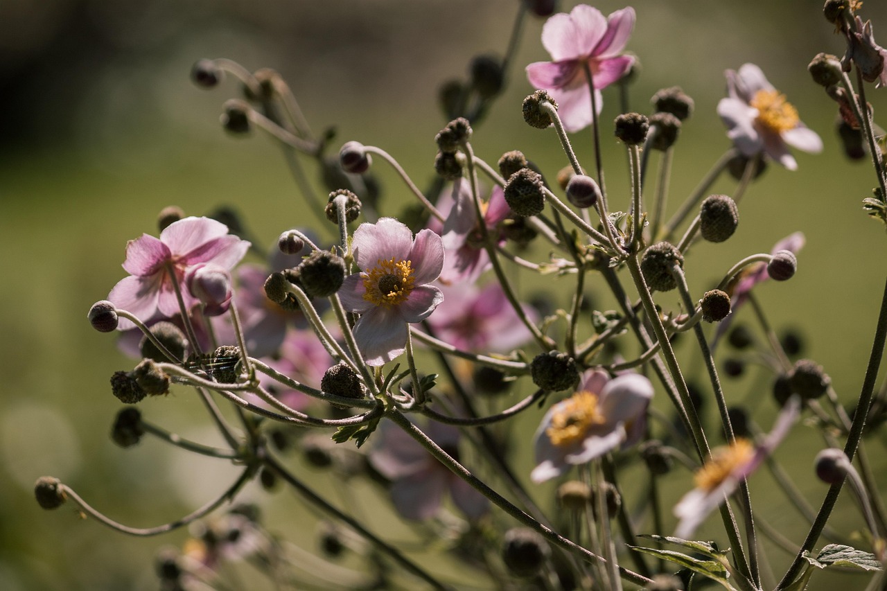 最新风台消息,台风动态及应对策略发布