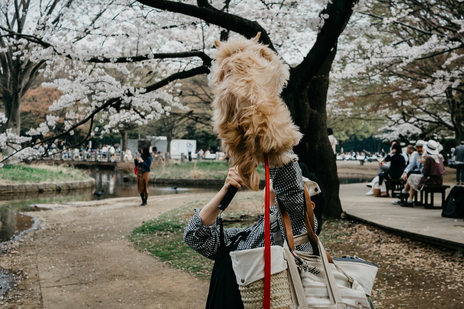 最新日本动漫电影概览，热门动漫电影推荐与赏析