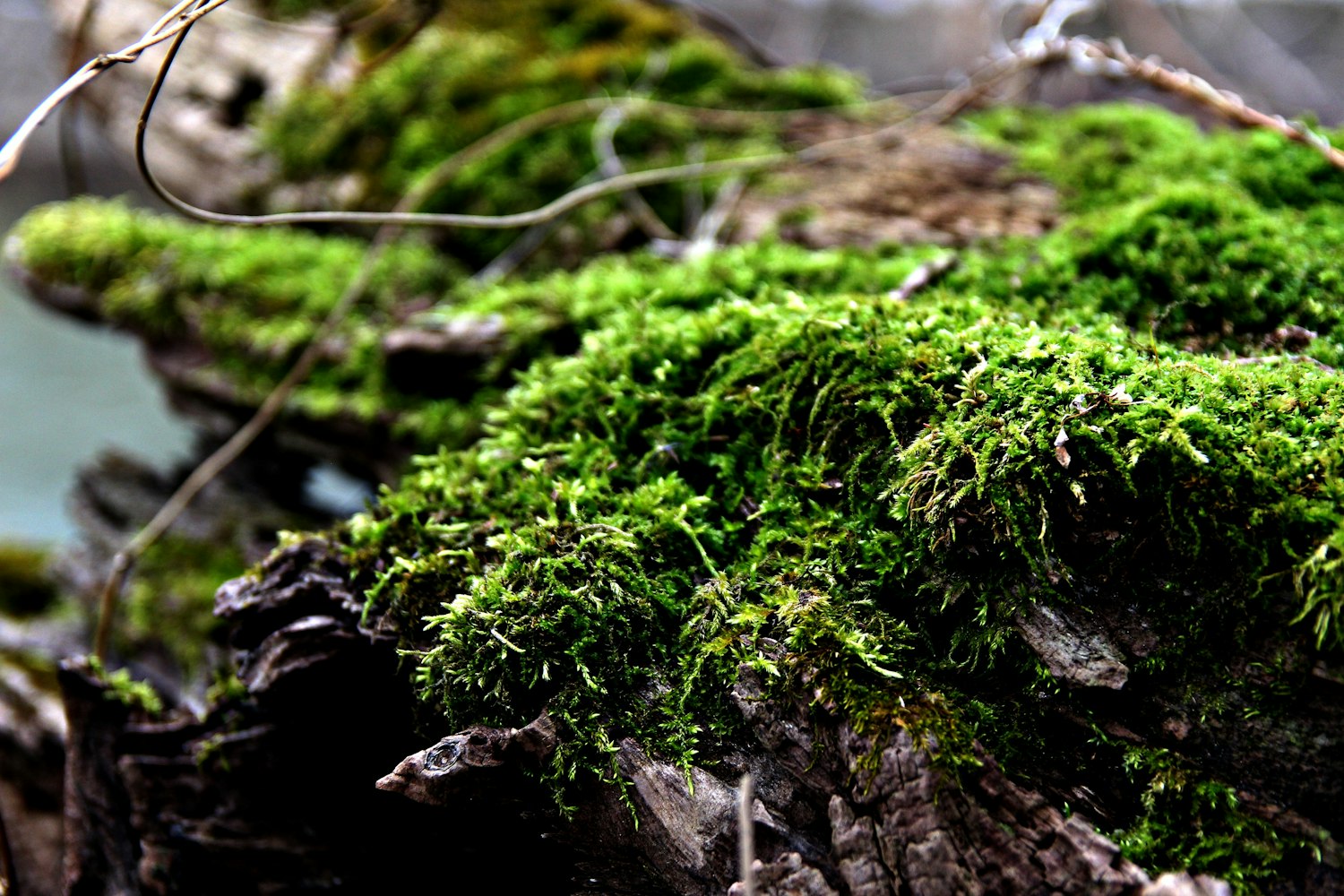 内黄环保迈向绿色可持续发展，坚定步伐的最新动态