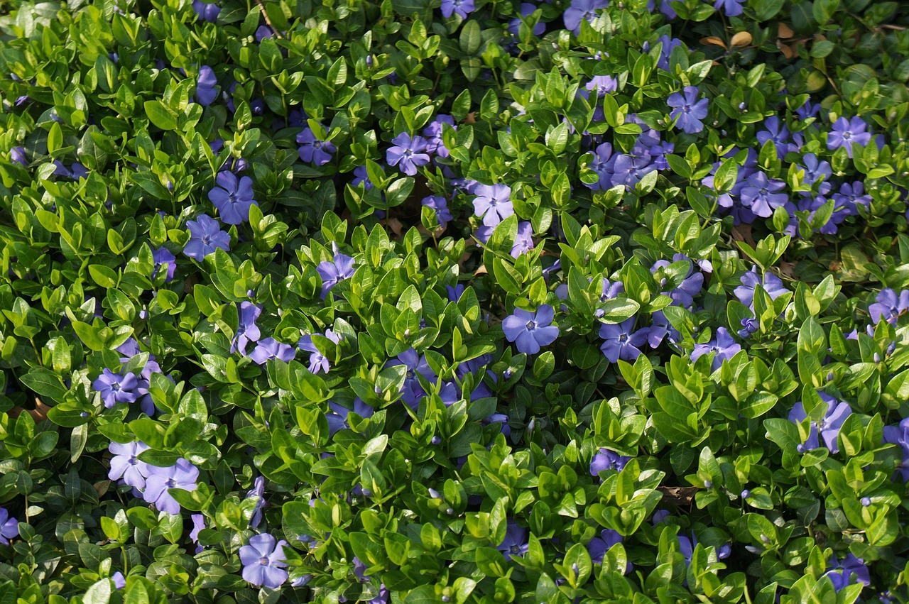 2017年薤白最新行情分析与展望