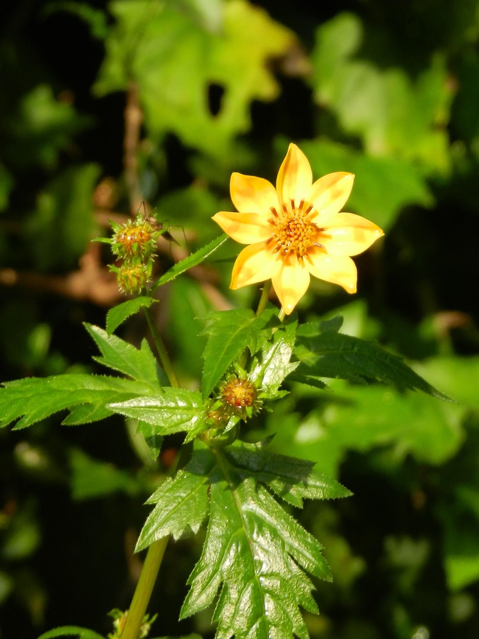 活力四溢的蔓草社区2017，居民生活体验与社区发展概述