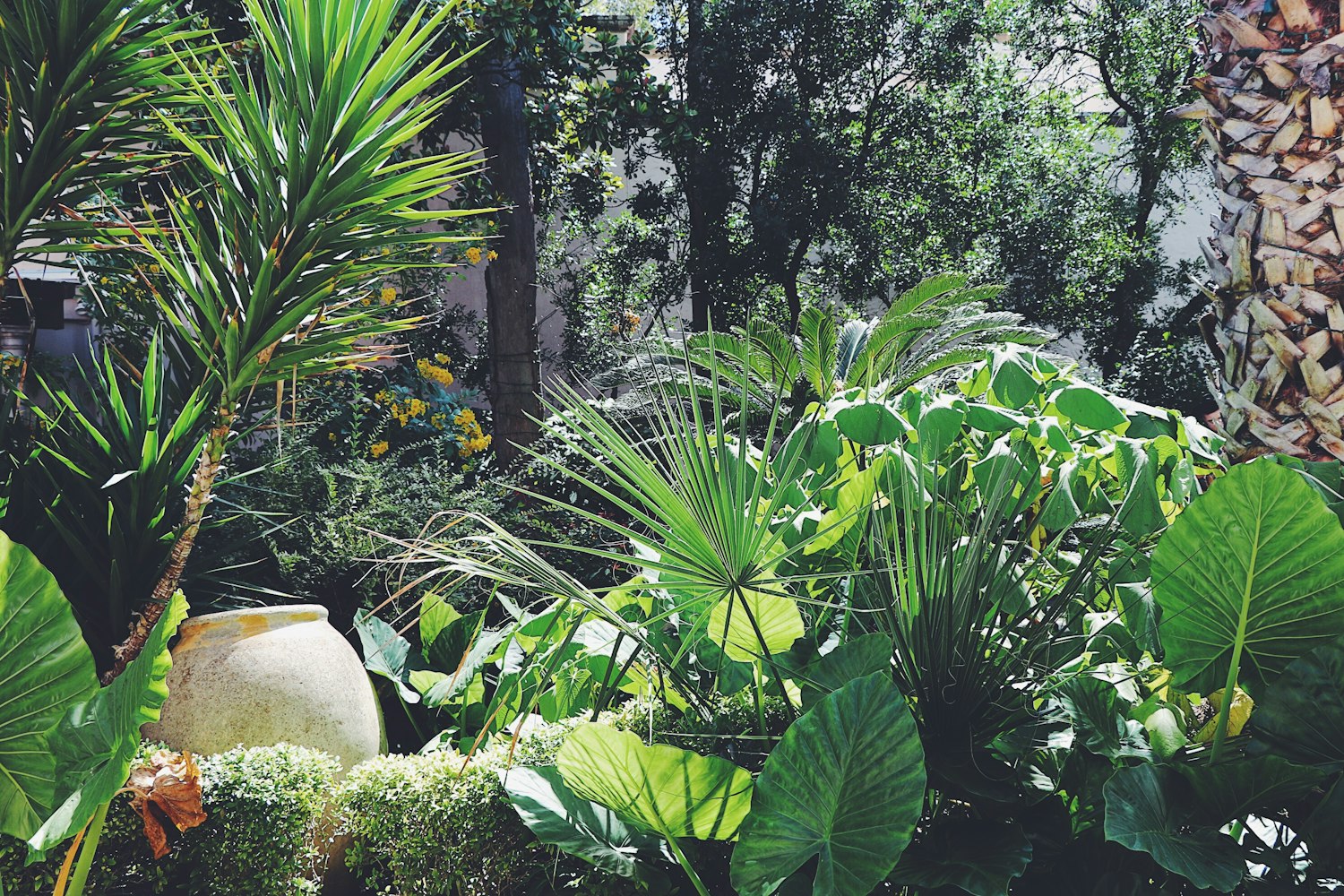 最新石榴盆景图片,艺术与自然完美融合的魅力展现