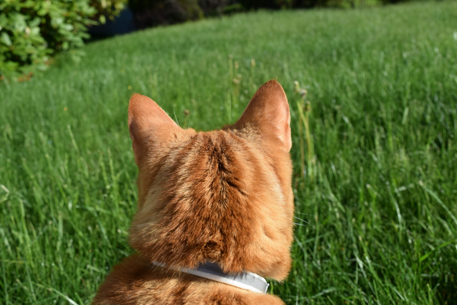 最新狗交配视频，探索动物世界的奥秘与责任之旅