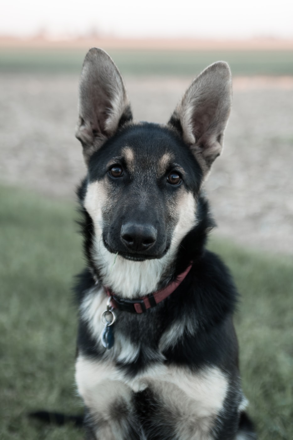 最新狗交配视频,探索动物世界的奥秘与责任之旅