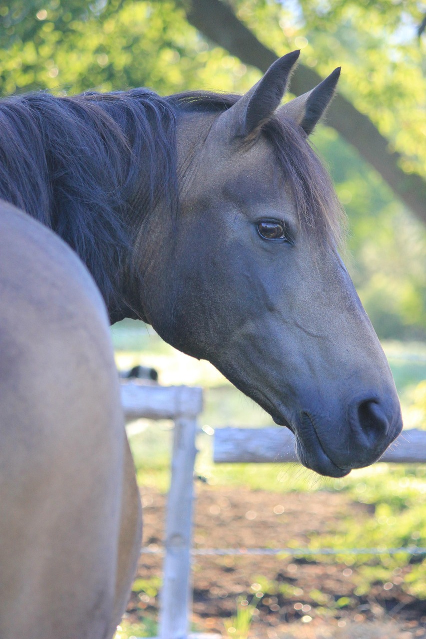 探索马匹繁殖奥秘,最新马交配视频