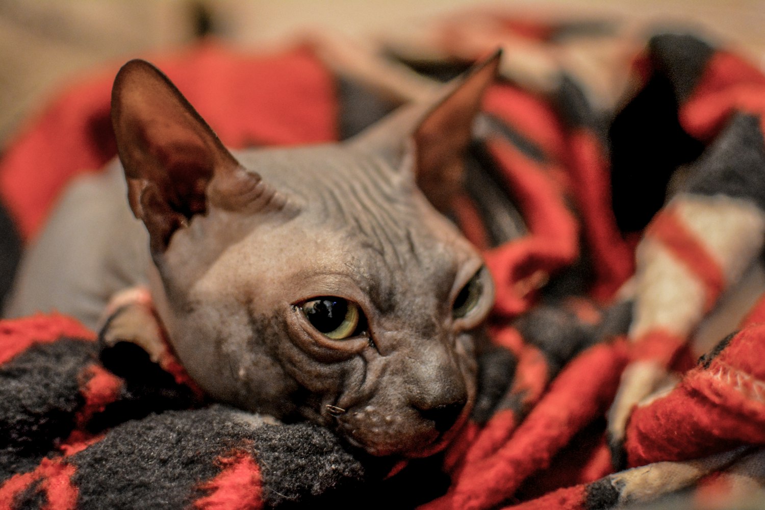 猫色maose最新探索与赏析，探索最新动态与精彩赏析