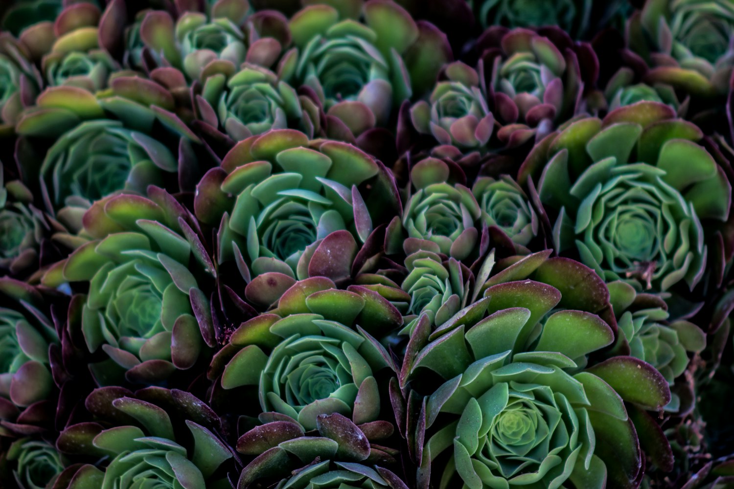 最新大花棉被,时尚与温馨的完美融合