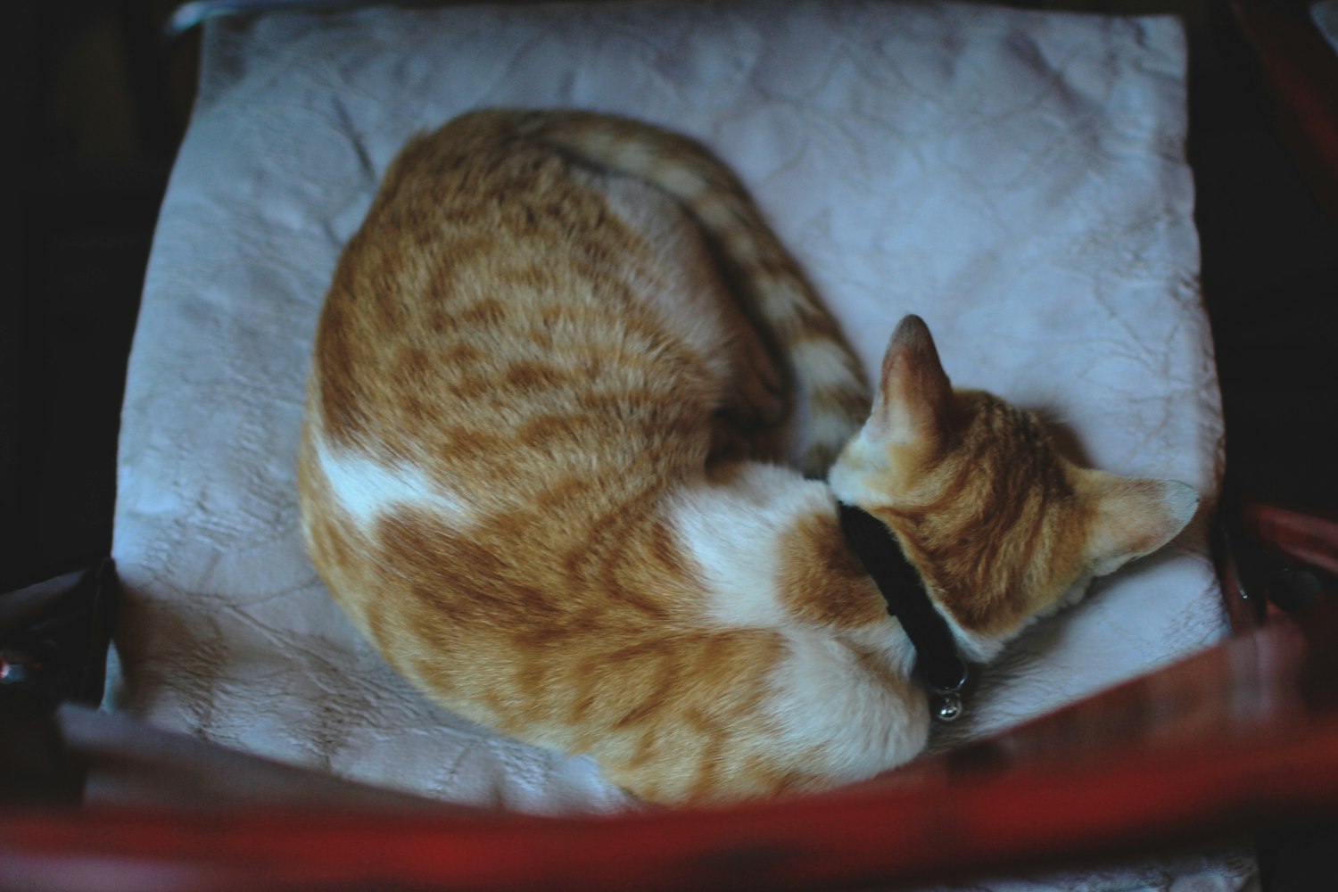 TF小黑屋最新动态揭秘，探索私密空间的新篇章