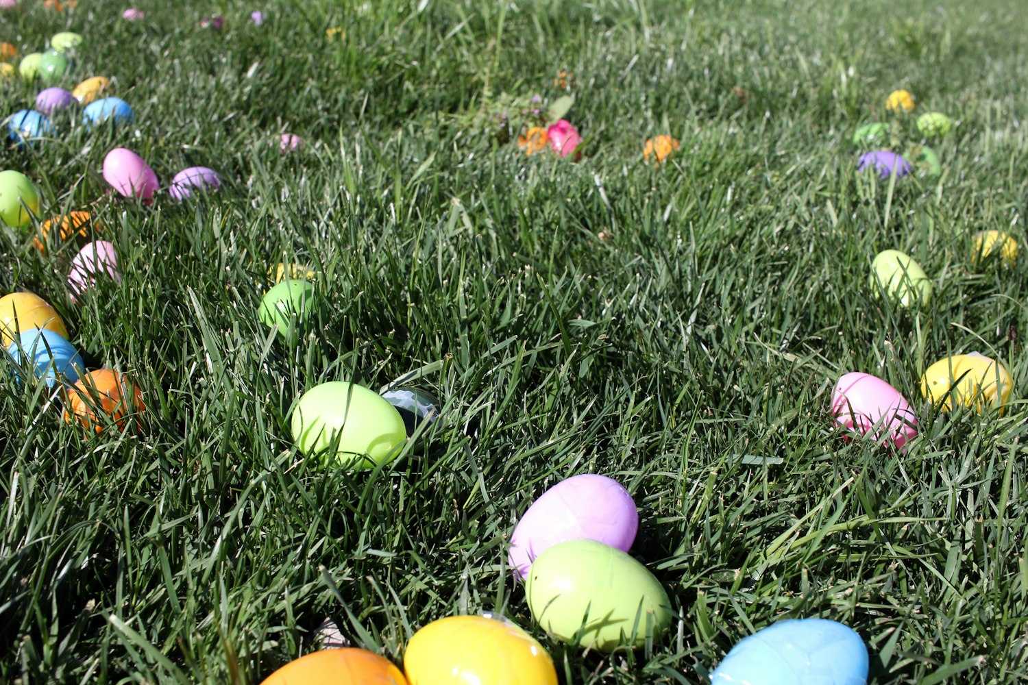 辽阳鸡蛋最新价格及动态分析