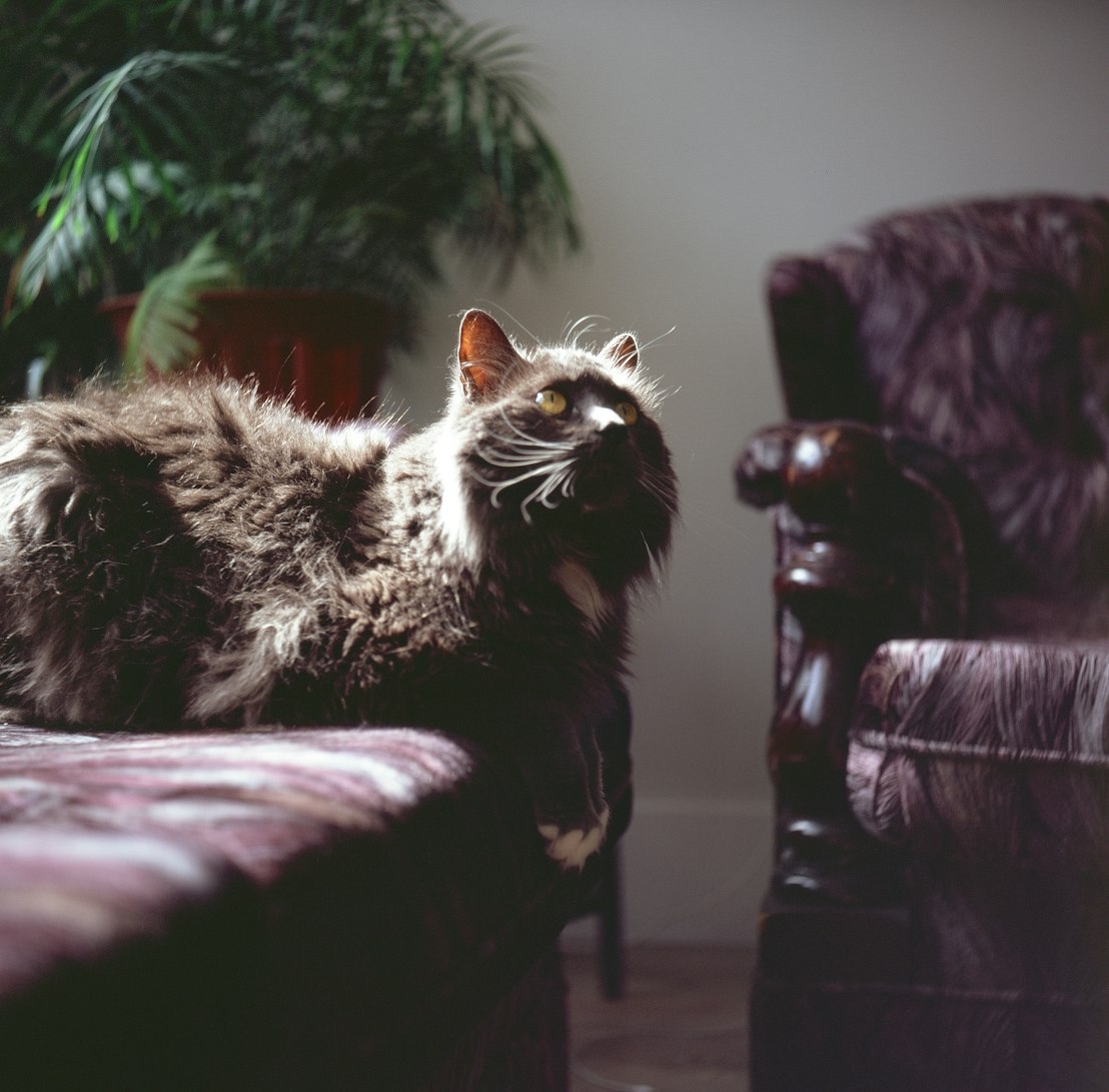 最新恋母伦理电影,情感深处的纠葛与冲突探索