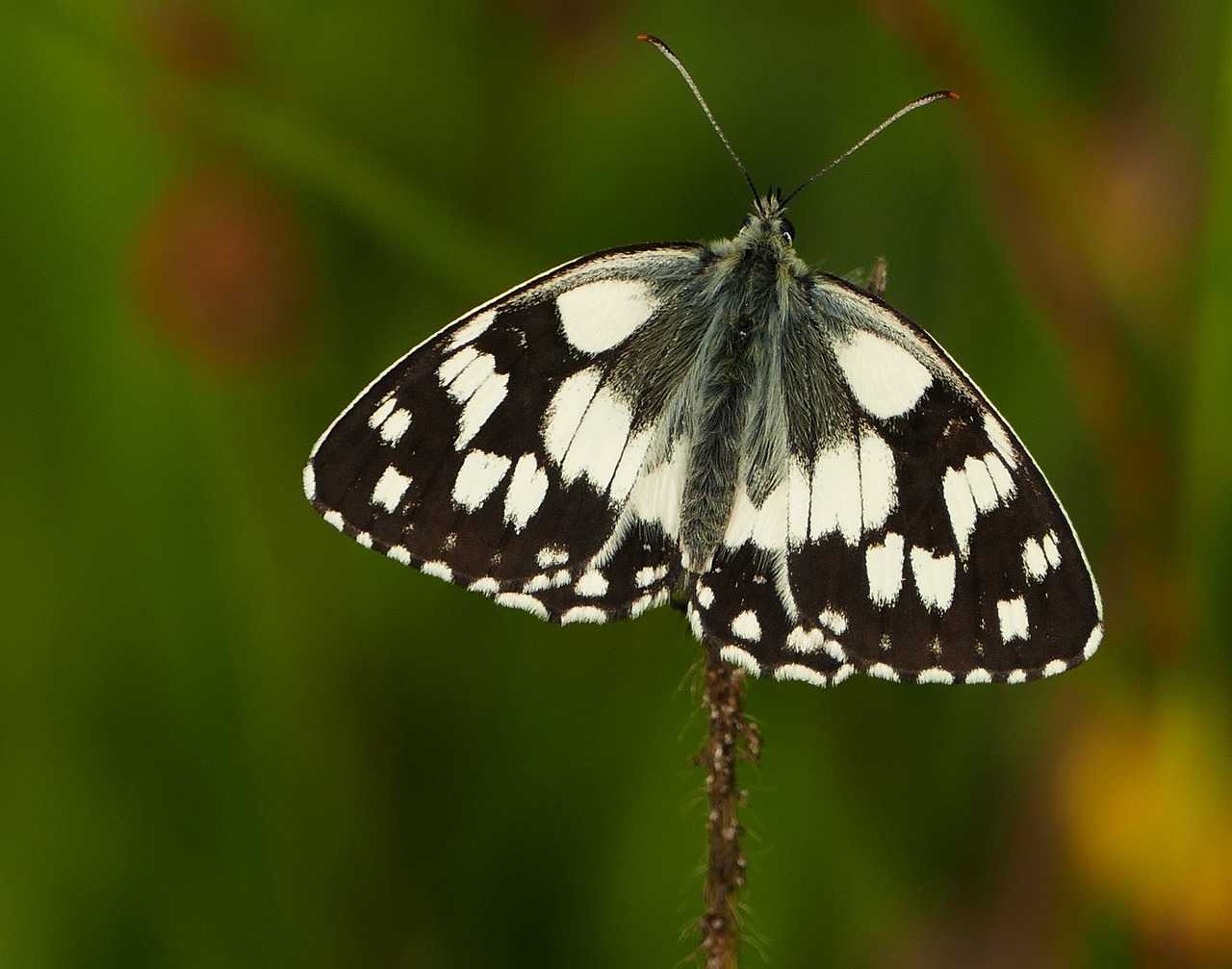 2017年最新价格解读，关于7042的市场动态深度了解