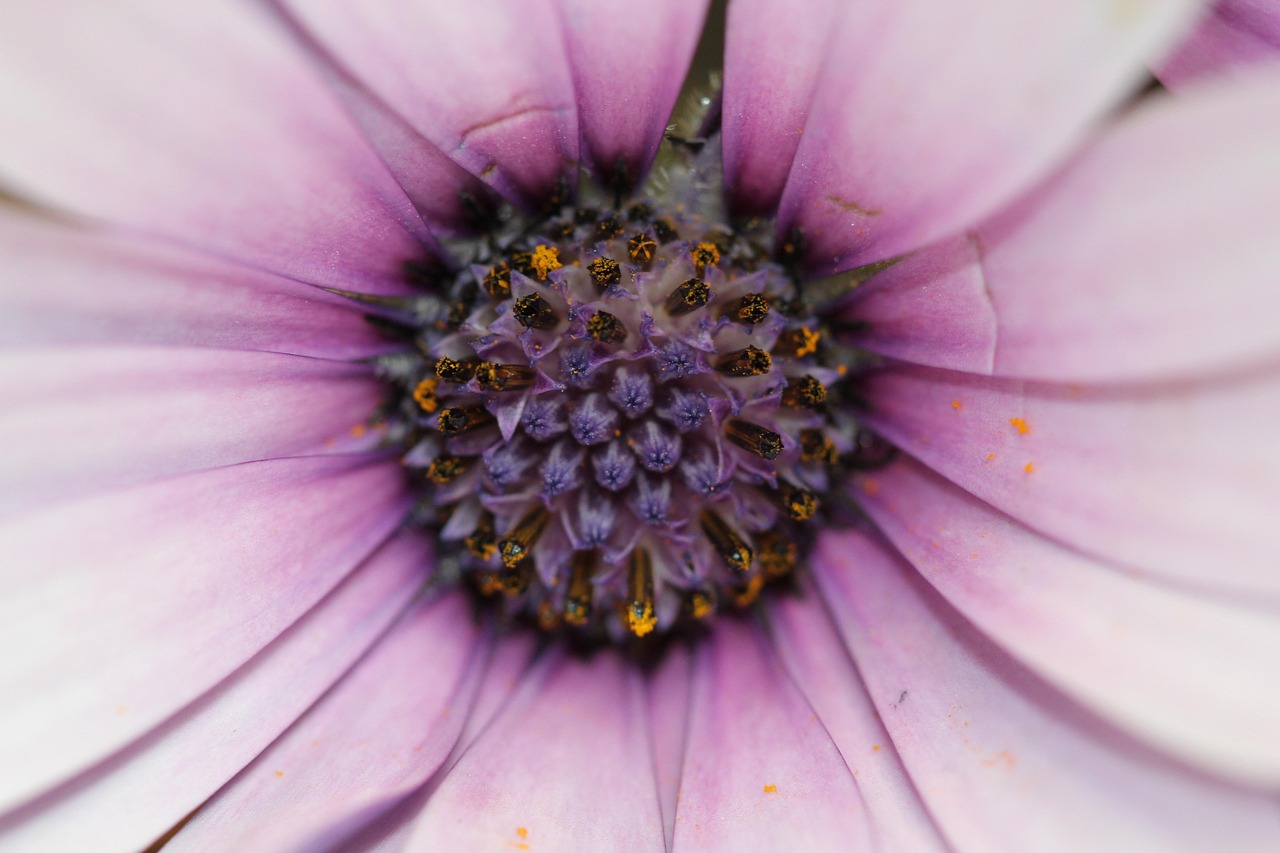 永年甘蓝最新价格及分析概述