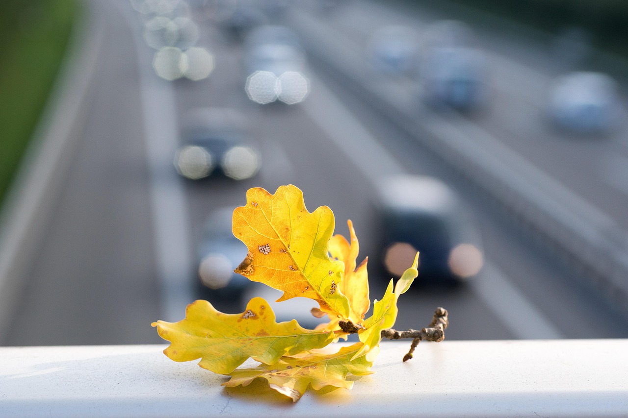 都市修仙奇才揭秘,修炼之路的最新动态与奇才背后的故事