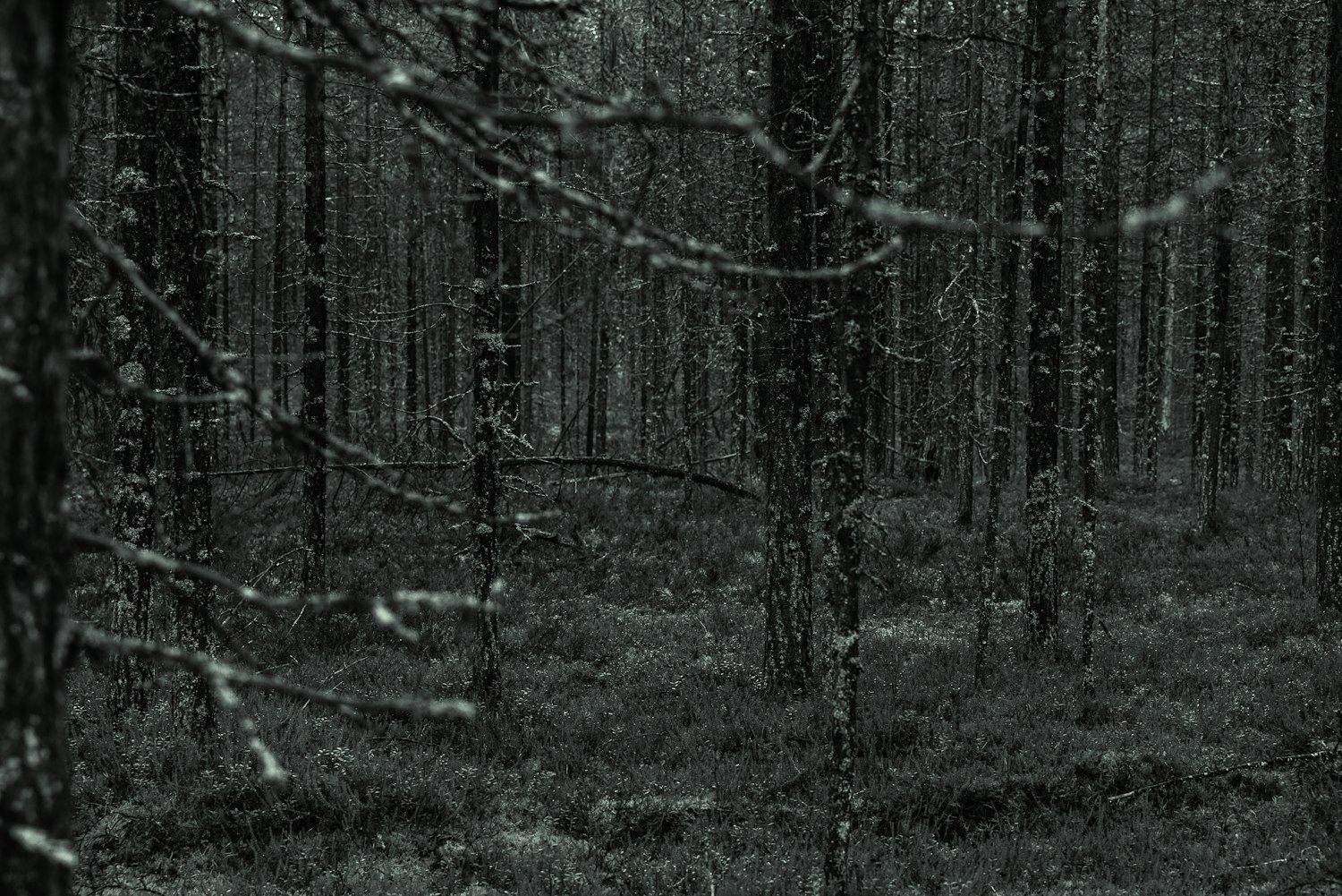 最新上映的鬼片揭晓,揭开恐怖面纱的惊悚之旅(2017年)