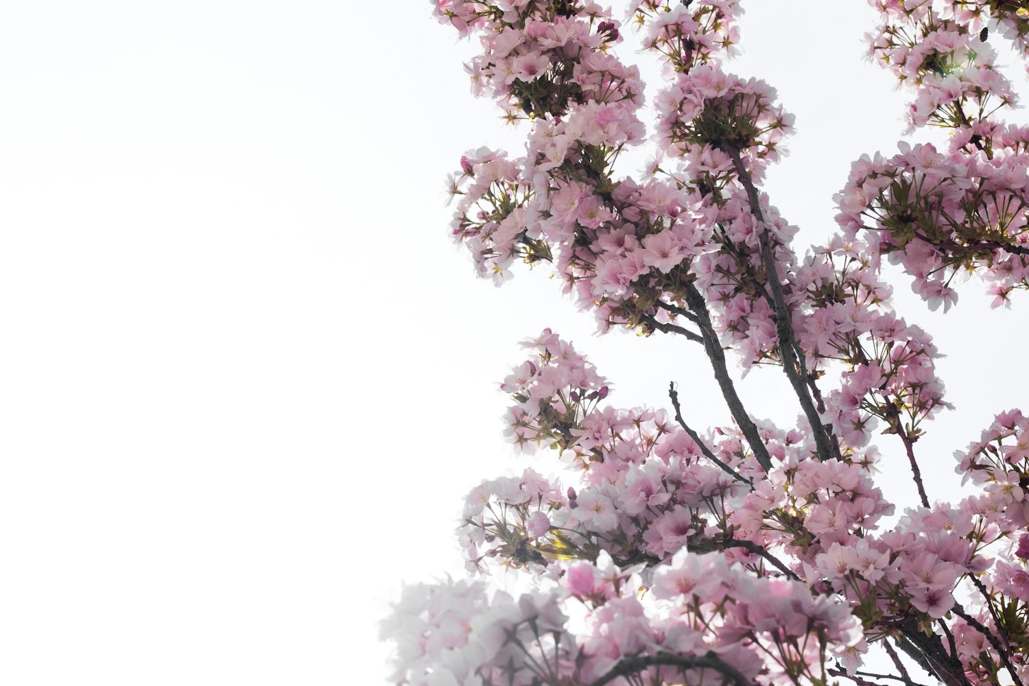 北流巴黎春天最新动态，时尚与艺术融合之旅的崭新篇章