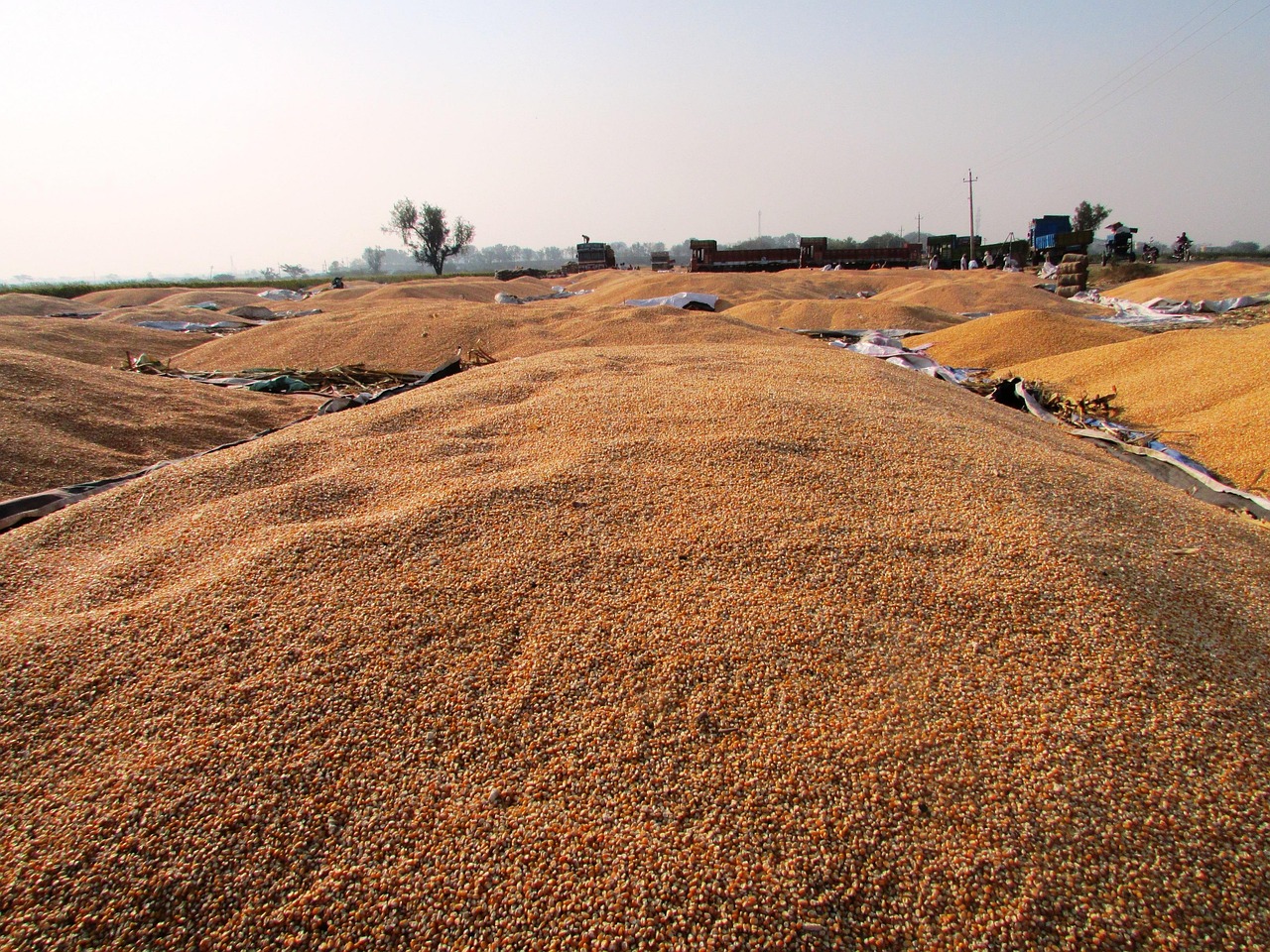 保定玉米最新价格动态分析与行情概述