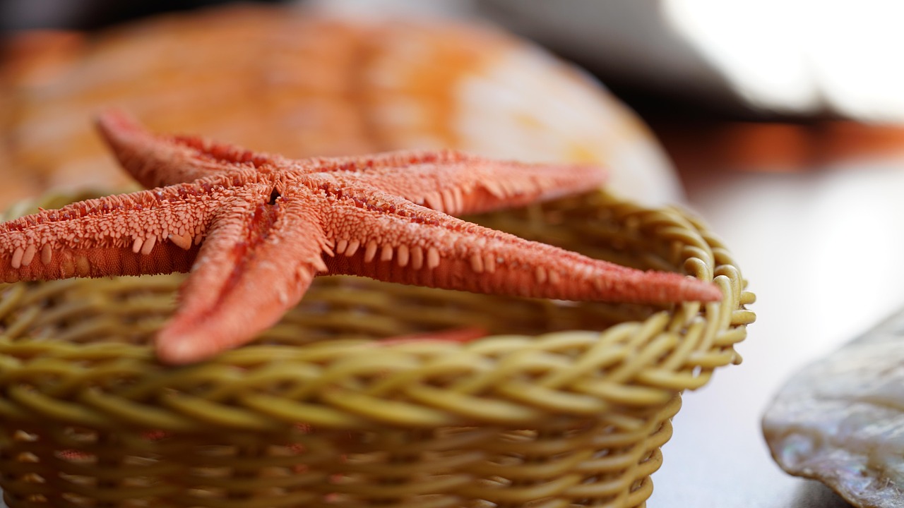 安徽籍明星艺人最新动态与风采展现,最新消息与展现