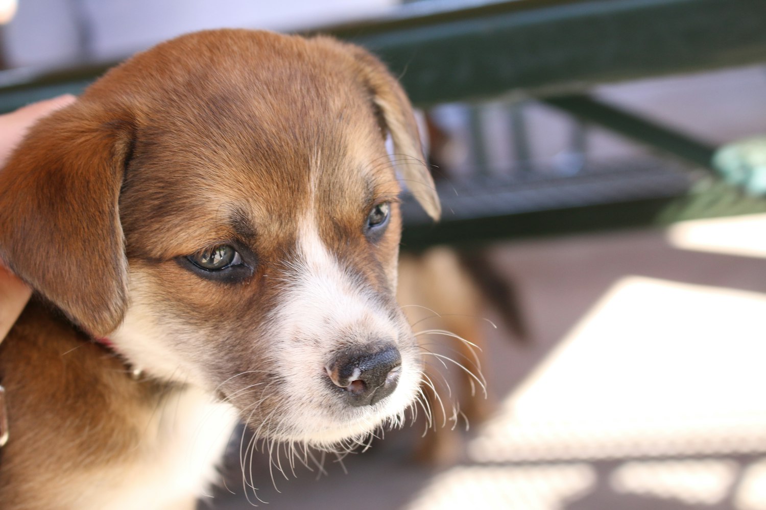 哈狗义乌版最新探索与发现之旅