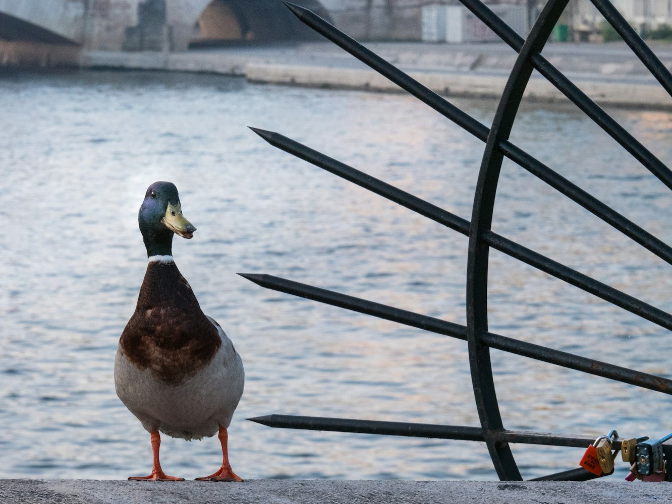 探索最新风采,2017年台鸽图片展示